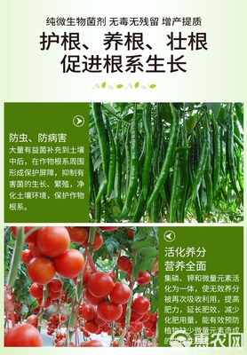 土傳病害的綠色克星 復(fù)合微生物菌劑與抗重茬生物有機(jī)肥的研發(fā)與應(yīng)用