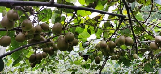 省土肥總站來我縣調(diào)研，共促生物有機(jī)肥與復(fù)合微生物肥料研發(fā)應(yīng)用